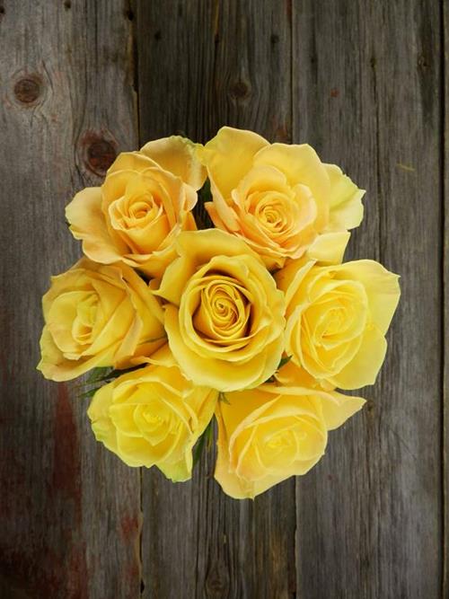 SKYLINE  YELLOW ROSES